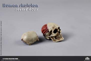 COO Model - The Human Skeleton (Diecast Alloy)