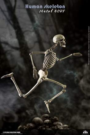 COO Model - The Human Skeleton (Diecast Alloy)