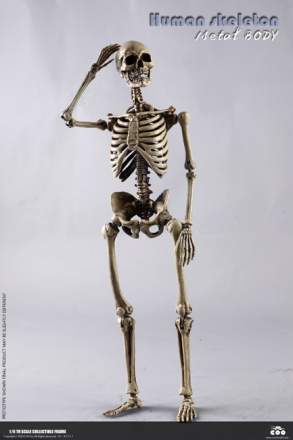 COO Model - The Human Skeleton (Diecast Alloy)