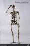 COO Model - The Human Skeleton (Diecast Alloy)